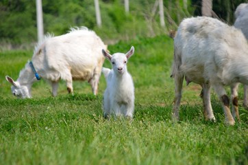Group of goats with baby goat and his mother walking on the meadow