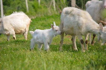 Obraz premium Group of goats with baby goat and his mother walking on the meadow