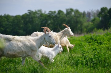 Naklejka na ściany i meble Group of goats with baby goat and his mother walking on the meadow