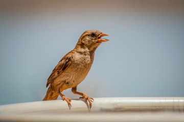 Little Brown Bird