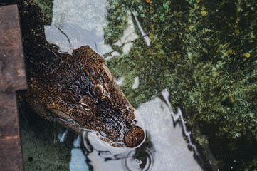 Alligator vu du dessus