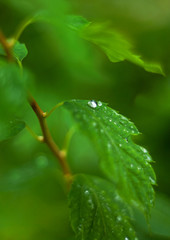 Fototapeta premium Green leaves with drops of dew after rain with a blurred background