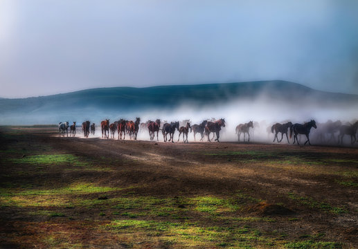 Marvelous running horses, Kayseri/Turkey