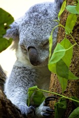 Koala in Eucalyptus Tree