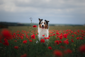 dog in a poppy field. Australian Shepherd in colors. active pet in nature