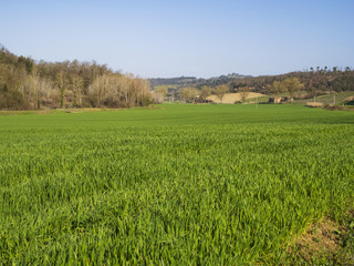 grano panorama di un campo