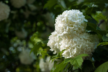 Chinese snowball viburnum flower heads are snowy. Snowball tree (Viburnum opulus) blooming in the garden.
