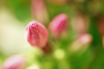 Colorful delicate bud phloxes in blurred background. Beautiful natural background for design. Copy space