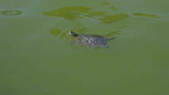The turtle swims in the pond.