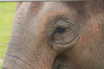 Elephant close up