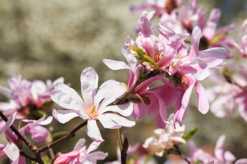 Blooming pink Magnolia in the garden in the spring.