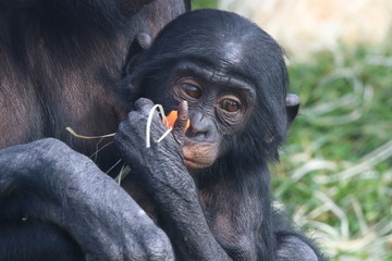 Baby Bonobo sharing food with mum