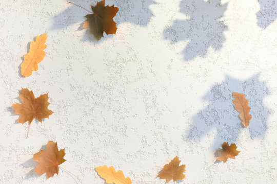 Top view of autumn maple leaves and shadows on white plaster textured background