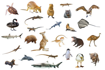 Australian animals isolated on white background:Wallaby,Tasmanian Devil,Wombat,Kangaroo,...