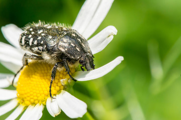 Black with white spots the beetle sits on a white daisy.