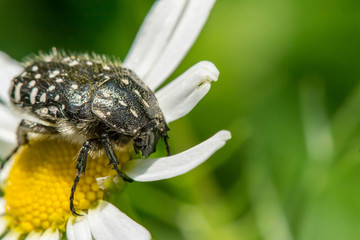 Black with white spots the beetle sits on a white daisy.
