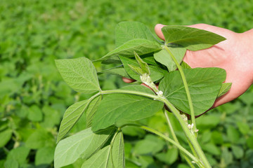 Green pods are the fruit of the soybean in his hand. The branches of a soybean field.