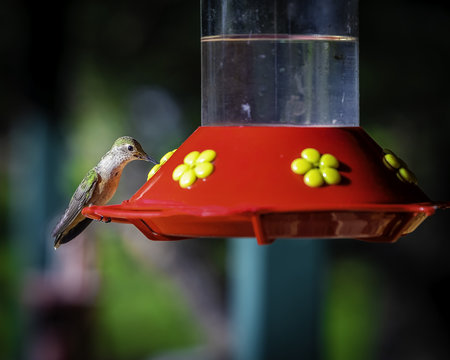 hummingbird drinking sugar water from feeder