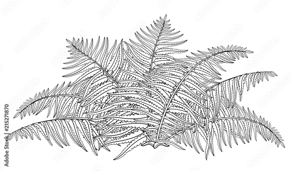 Wall mural Vector drawing of outline fossil forest plant Fern with fronds in black isolated on white background. Contour Fern bush with ornate leaf for summer design or floral coloring book.