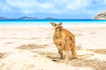 Acrylic prints Kangaroo kangaroo standing at heavenly Lucky Bay in Cape Le Grand National Park, near Esperance in WA. Lucky Bay is the famous half moon of fine white sand known for its friendly kangaroos.