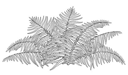 Vector drawing of outline fossil forest plant Fern with fronds in black isolated on white background. Contour Fern bush with ornate leaf for summer design or floral coloring book.