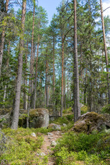 Nadelwald, Nadelbäume in wilder Natur