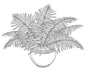 Vector drawing of outline fossil forest plant Fern with fronds in flowerpot in black isolated on white background. Contour Fern bush with ornate foliage for summer design or floral coloring book.