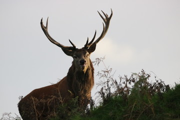 Majestic stag