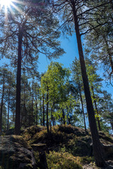 Nadelwald, Nadelbäume in wilder Natur bei Sonnenschein