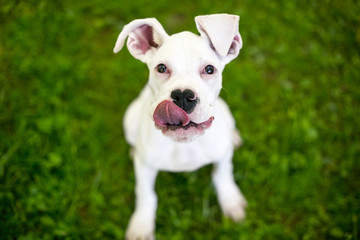 A hungry Great Dane puppy with large floppy ears, licking its lips