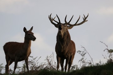 Stag bellowing