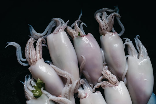 seafood squid