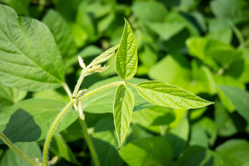 Soybean pods and soybean leaf with soybean stem that still young green, Agricultural soy plantation background.