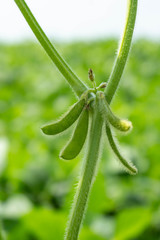 Soybean pods and soybean leaf with soybean stem that still young green, Agricultural soy plantation background.