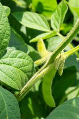 Soybean pods and soybean leaf with soybean stem that still young green, Agricultural soy plantation background.