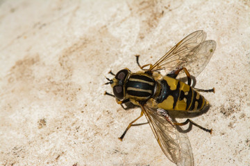 a yellow black fly sits on the sand