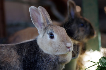 kaninchen schaut aufmerksam