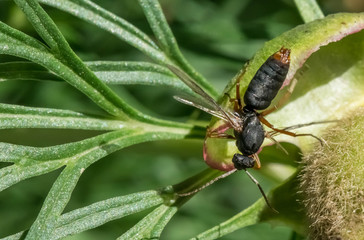 Amphophilic amphophil wasps.