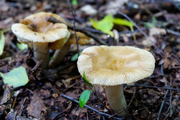 Poisonous mushroom growing in forest. Pure poison, soft focus. Deadly toadstoo, soft focus.