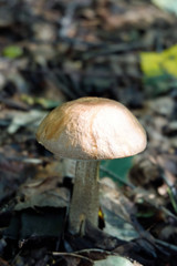 Orange-cap boletus mushrooms aspen mushrooms on wooden background.