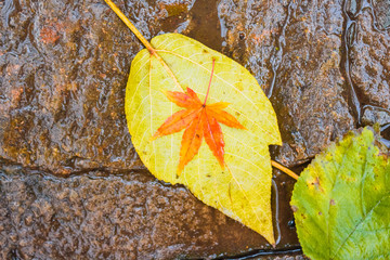 Obraz premium A small orange maple leaf on a yellow leaf