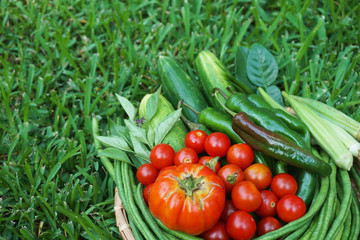 Vegetables in the bamboo basket is all from our own small vegetables garden,very fresh and healthy isolated on the green grass background,GA USA           