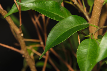 Macro green leaves on the branches