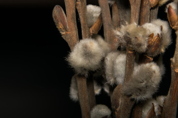 willow buds macro on a black background