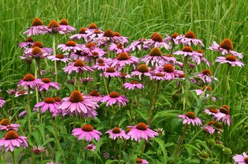 Echinacea - Rosa Sonnenhut blüht im Garten 
