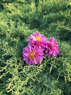 Three Pink Dahlia Flowers Resting On Gold Junipers
