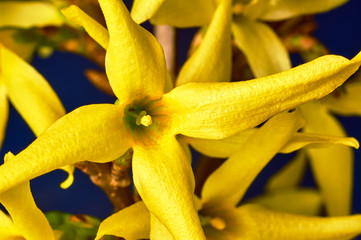 Forsythia - yellow flower in spring .