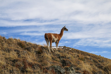 Guanaco Patagonia