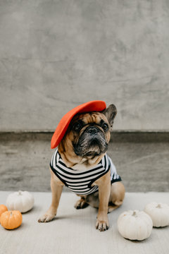 French Bulldog Dressed Up in a French Costume Striped Shirt and Red Beret