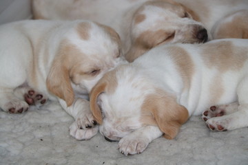 Snuggly beagle pups 